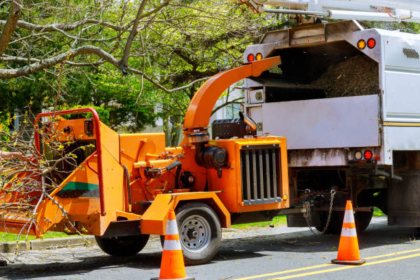 Emergency Storm Tree Removal in East Richmond Heights, CA